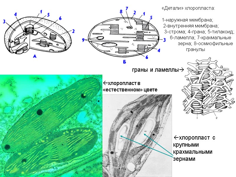 хлоропласт с крупными  крахмальными зернами хлоропласт в  «естественном» цвете «Детали» хлоропласта: 